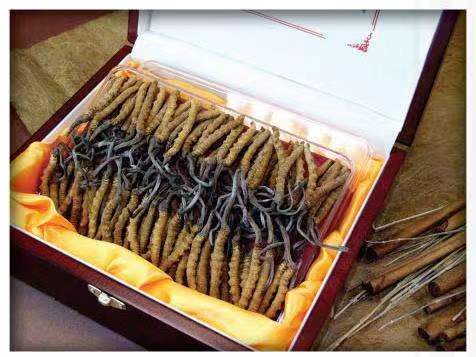 尖峰镇冬虫夏草回收